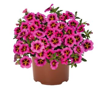 Calibrachoa Tik Tok® Rose