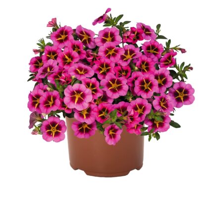 Calibrachoa Tik Tok® Rose