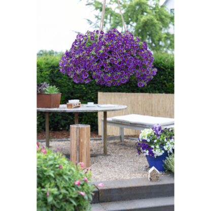 Calibrachoa Tik Tok® Blue - Image 3