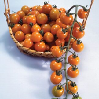 Tomat Golden Cherry