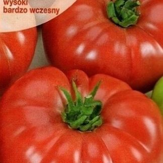 Tomat “Zorza Torunska”