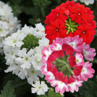 Verbena Vectura® Trio Red Wing-Scarlet-White