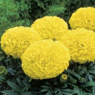 PEIULILL Tagetes patula Texana Yellow