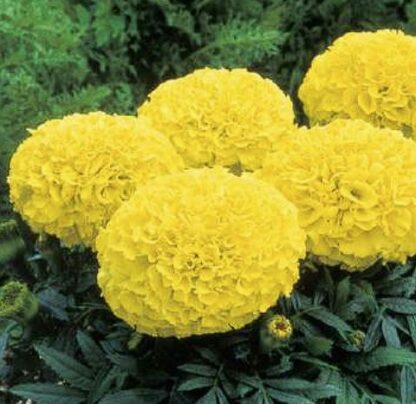 PEIULILL Tagetes patula Texana Yellow
