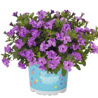 CALIBRACHOA ALOHA DOUBLE LAVENDER