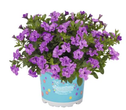 CALIBRACHOA ALOHA DOUBLE LAVENDER