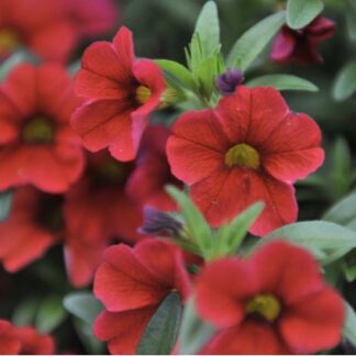 CALIBRACHOA Aloha KONA Cherry red