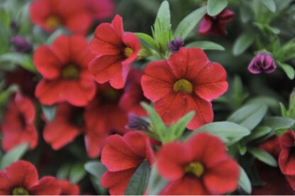 CALIBRACHOA Aloha KONA Cherry red