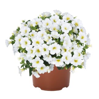CALIBRACHOA Aloha KONA WHITE