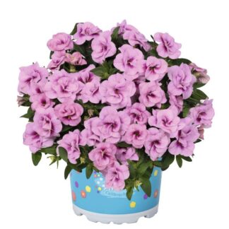 Calibrachoa Aloha Double SOFT PINK EYE