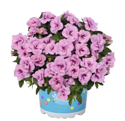 Calibrachoa Aloha Double SOFT PINK EYE
