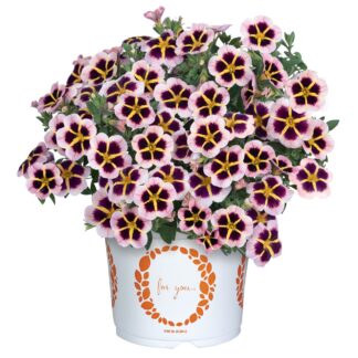 Calibrachoa TIK TOK Crystal