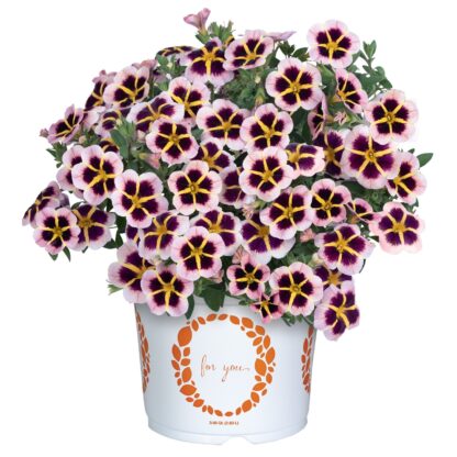 Calibrachoa TIK TOK Crystal