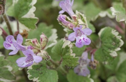 Glechoma hederacea L.variegata - Harilik maajalg