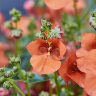 KAKSIKKANNUS - DIASCIA elegans DIVARA GIGA ORANGE
