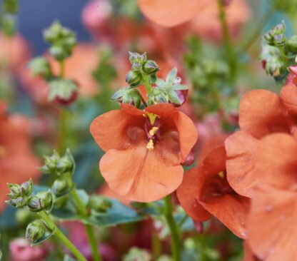 KAKSIKKANNUS - DIASCIA elegans DIVARA GIGA ORANGE