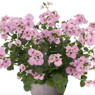 KAKSIKKANNUS - DIASCIA elegans DIVARA GIGA ROSE