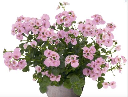 KAKSIKKANNUS - DIASCIA elegans DIVARA GIGA ROSE