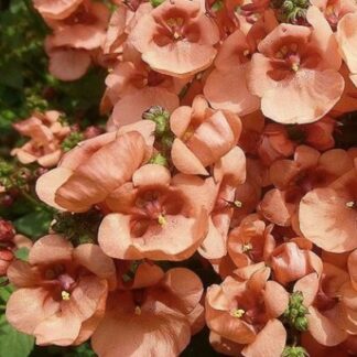 KAKSIKKANNUS - DIASCIA elegans DIVARA GIGA SALMON