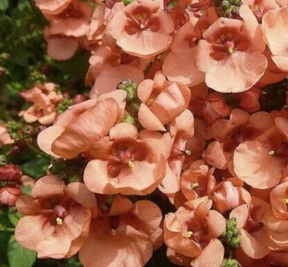 KAKSIKKANNUS - DIASCIA elegans DIVARA GIGA SALMON
