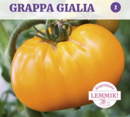 Lihatomat Brandywine Yellow Grappa Gialla