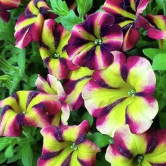 PETUNIA FORTADO Burgundy Vanilla