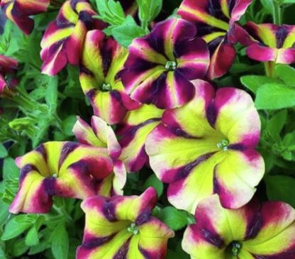 PETUNIA FORTADO Burgundy Vanilla