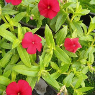 PHLOX hybrida CAROLINE RED