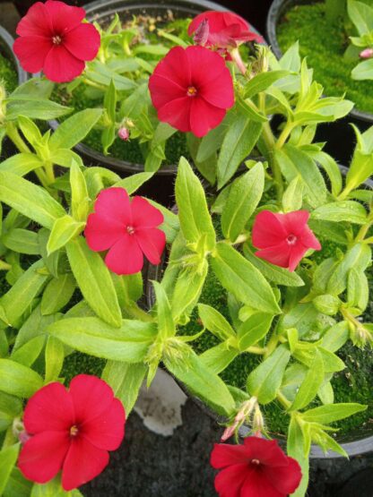 PHLOX hybrida CAROLINE RED