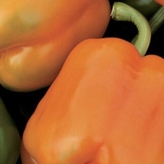 PAPRIKA ORENY F1