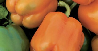 PAPRIKA ORENY F1