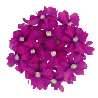 RAUDÜRT VERBENA VECTURA ROSE