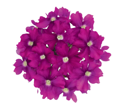 RAUDÜRT VERBENA VECTURA ROSE