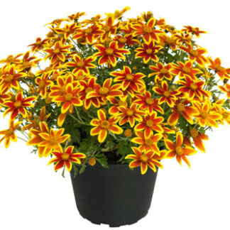 RUSE BIDENS Bee Crown