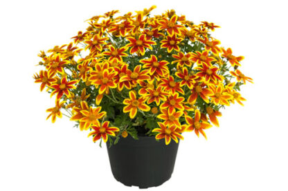RUSE BIDENS Bee Crown