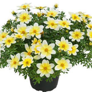RUSE  BIDENS Campfire Electric White
