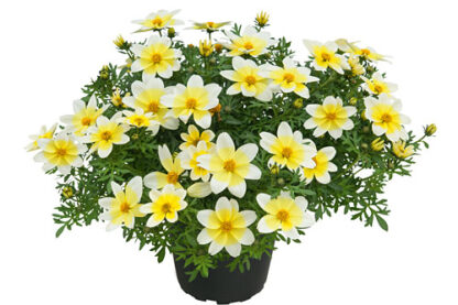 RUSE  BIDENS Campfire Electric White