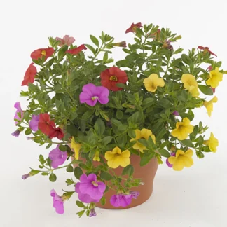 Calibrachoa Cabaret Mix Masters Candy House