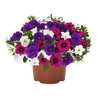 Calibrachoa Confetti Garden Hawaiian Butterfly