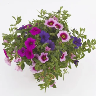 Calibrachoa Cabaret Mix Masters Vegas Night Light