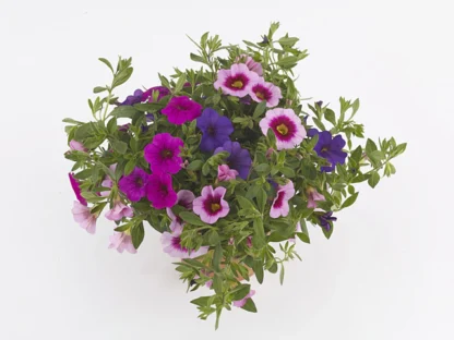 Calibrachoa Cabaret Mix Masters Vegas Night Light