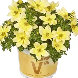 Bidens Ferulifolia White and Yellow