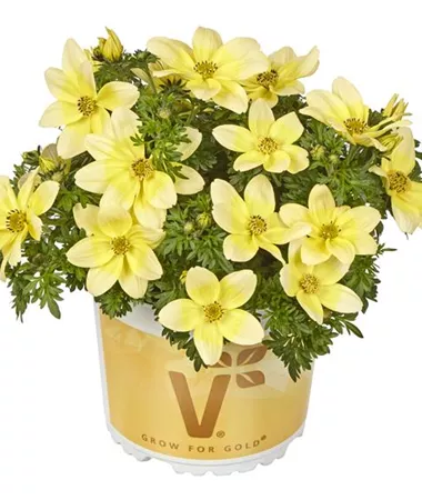 Bidens Ferulifolia White and Yellow
