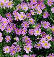 Brachyscome Multifrida Pink - Tukalill