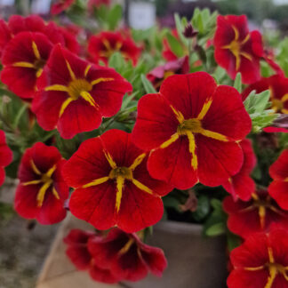 Calibrachoa Cabaret Special Red Kiss
