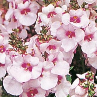 Diascia elegans  Divara BLUSH