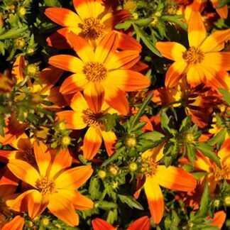 Bidens Ferulifolia Yellow Red Star