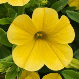 Calibrachoa Mini Famous Uno Yellow